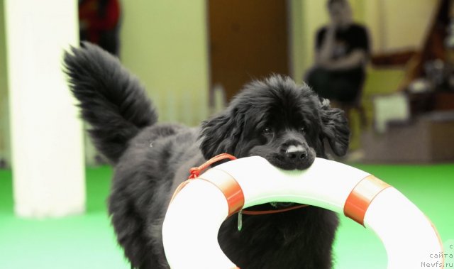 Фотография № 91583