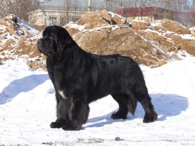 Фото: ньюфаундленд Fiamettahauz Galahat Rytsar' Graalia (Фиаметтахауз Галахад Рыцарь Грааля)