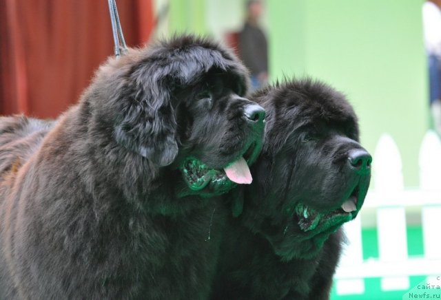 Фотография № 91597