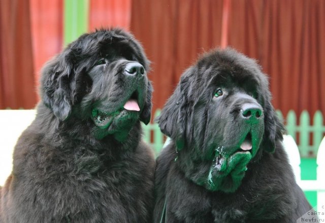 Фотография № 91598