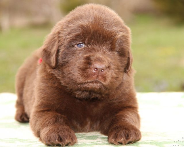 Фото: ньюфаундленд Horunzhy s Berega Dona (Хорунжий с Берега Дона)