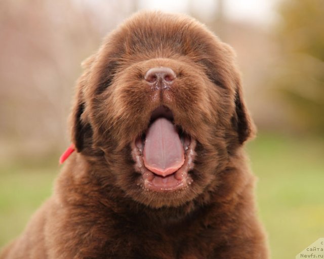 Фото: ньюфаундленд Horunzhy s Berega Dona (Хорунжий с Берега Дона)