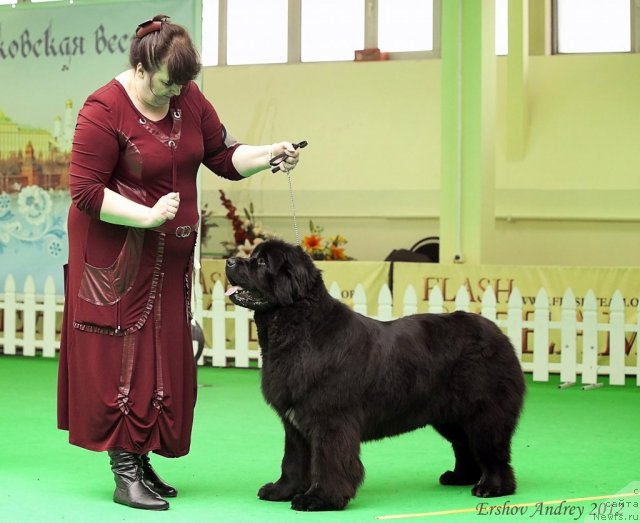 Фото: ньюфаундленд Radost Moya Dlya Sibirskogo Medvedya (Радость Моя для Сибирского Медведя)