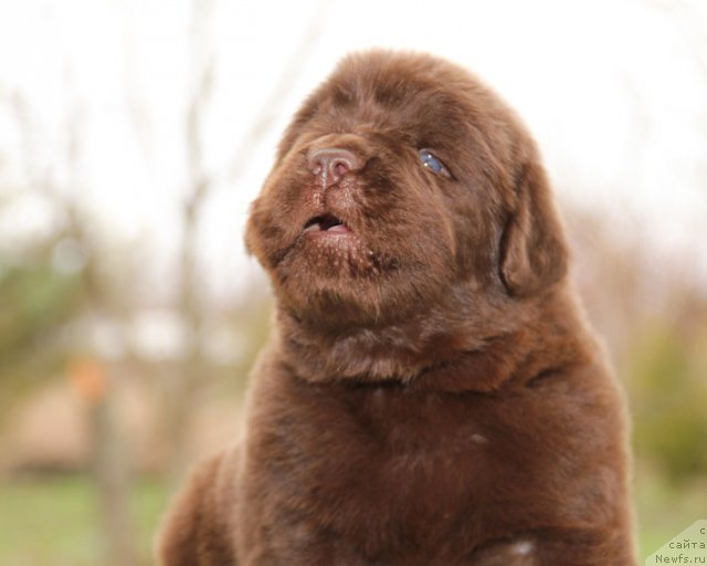 Фото: ньюфаундленд Hugo Boss s Berega Dona (Хуго Босс с Берега Дона)