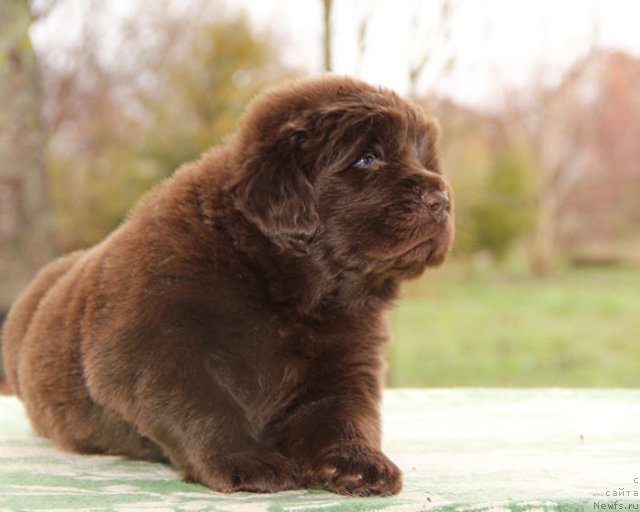 Фото: ньюфаундленд Hello I am Czar s Berega Dona (Хелло Ай Эм Царь с Берега Дона)