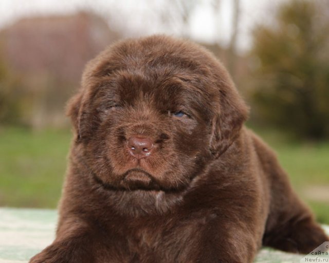 Фото: ньюфаундленд Hello I am Czar s Berega Dona (Хелло Ай Эм Царь с Берега Дона)