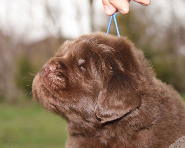Фото: ньюфаундленд Hello I am Czar s Berega Dona (Хелло Ай Эм Царь с Берега Дона)