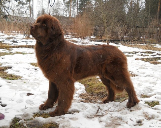 Фото: ньюфаундленд Fann'yuf Anna Barbara Iuliya (Фанньюф Анна Барбара Иулия)
