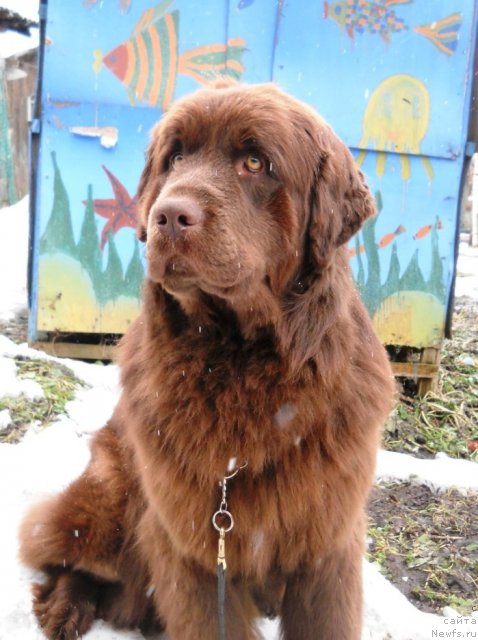 Фото: ньюфаундленд Fann'yuf Anna Barbara Iuliya (Фанньюф Анна Барбара Иулия)