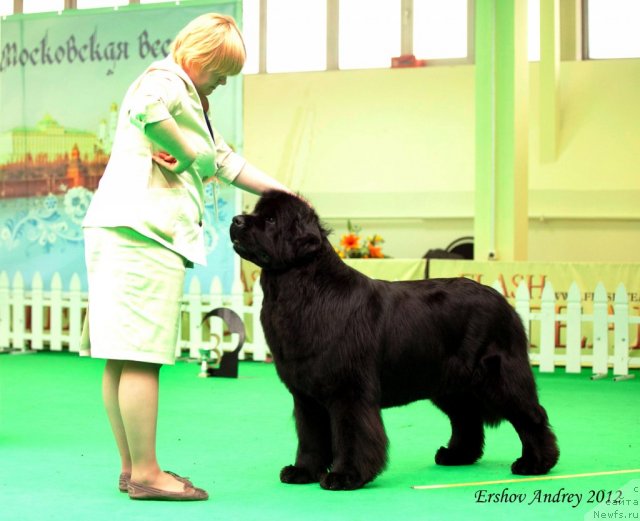 Фото: ньюфаундленд Aquatoriya Kelvin Inspirit Life (Акватория Келвин Инспирит Лайф)