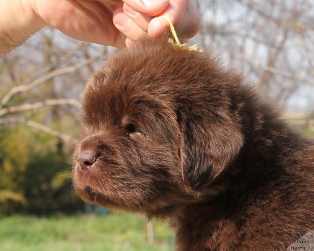 Фото: ньюфаундленд Hohotushka s Berega Dona (Хохотушка с Берега Дона)