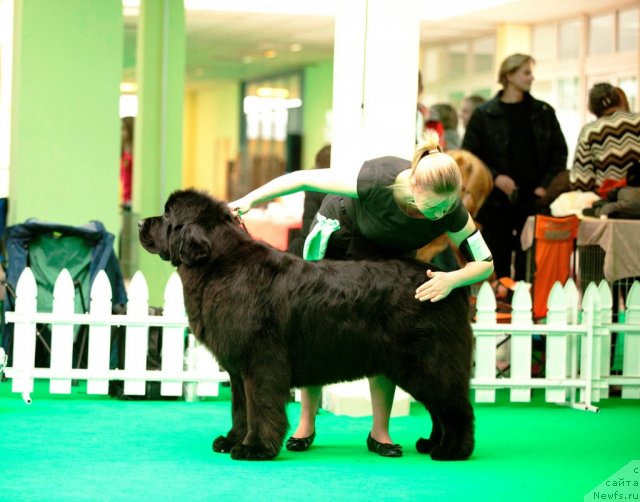 Фото: ньюфаундленд King of Helluland Just Beautiful