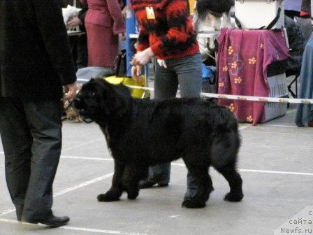 Фото: ньюфаундленд Smigar Shelkovaya Noch (Смигар Шелковая Ночь)