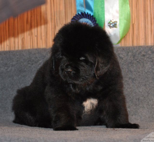 Фото: Кобель коричневая лента, ньюфаундленд Beguschaya po Volnam Vsya Takaya Rastakaya (Бегущая по Волнам Вся Такая Растакая)