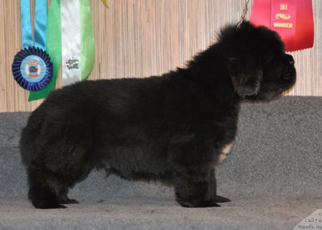 Фото: Кобель коричневая лента, ньюфаундленд Beguschaya po Volnam Vsya Takaya Rastakaya (Бегущая по Волнам Вся Такая Растакая)