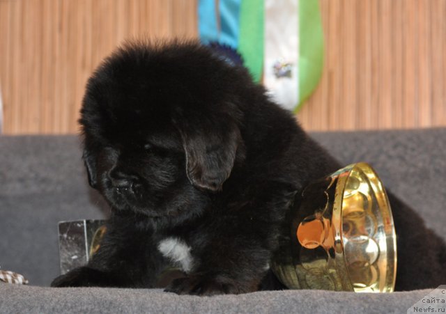 Фото: Кобель коричневая лента, ньюфаундленд Beguschaya po Volnam Vsya Takaya Rastakaya (Бегущая по Волнам Вся Такая Растакая)