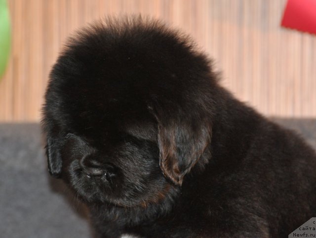 Фото: Кобель коричневая лента, ньюфаундленд Beguschaya po Volnam Vsya Takaya Rastakaya (Бегущая по Волнам Вся Такая Растакая)