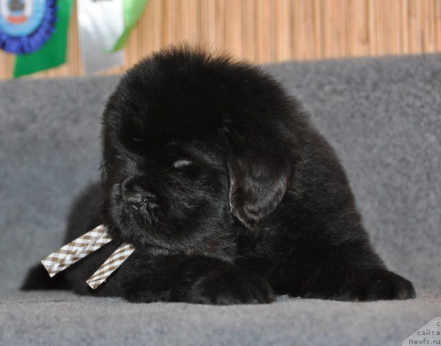 Фото: Кобель коричневая лента, ньюфаундленд Beguschaya po Volnam Vsya Takaya Rastakaya (Бегущая по Волнам Вся Такая Растакая)