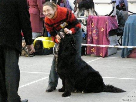 Фото: ньюфаундленд Smigar Shelkovaya Noch (Смигар Шелковая Ночь)