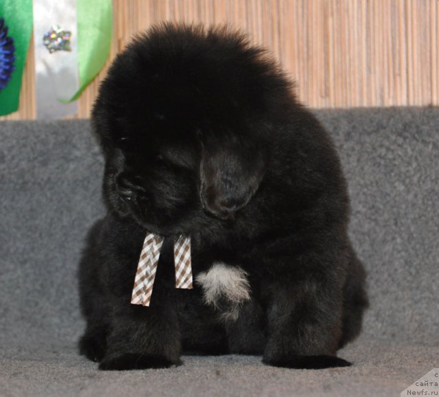 Фото: Кобель коричневая лента, ньюфаундленд Beguschaya po Volnam Vsya Takaya Rastakaya (Бегущая по Волнам Вся Такая Растакая)