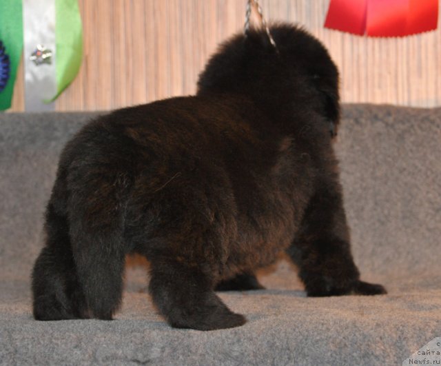 Фото: Кобель коричневая лента, ньюфаундленд Beguschaya po Volnam Vsya Takaya Rastakaya (Бегущая по Волнам Вся Такая Растакая)