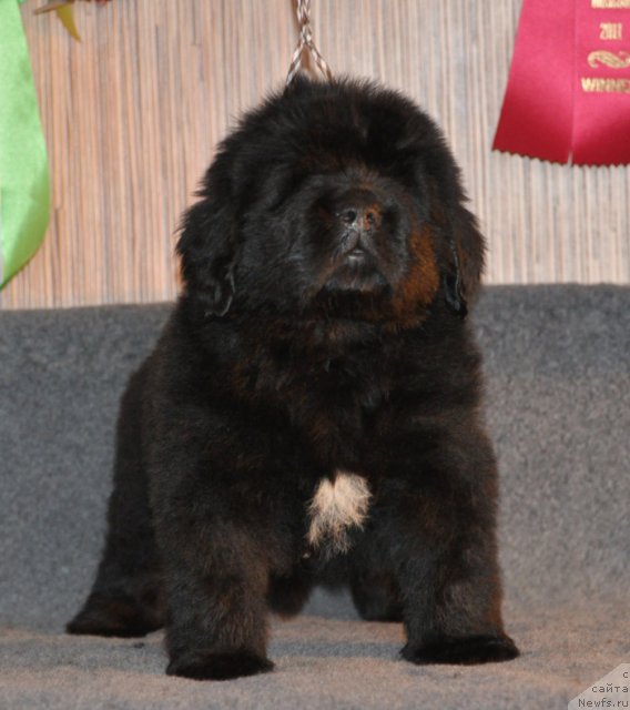 Фото: Кобель коричневая лента, ньюфаундленд Beguschaya po Volnam Vsya Takaya Rastakaya (Бегущая по Волнам Вся Такая Растакая)