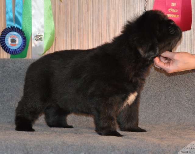 Фото: Кобель коричневая лента, ньюфаундленд Beguschaya po Volnam Vsya Takaya Rastakaya (Бегущая по Волнам Вся Такая Растакая)