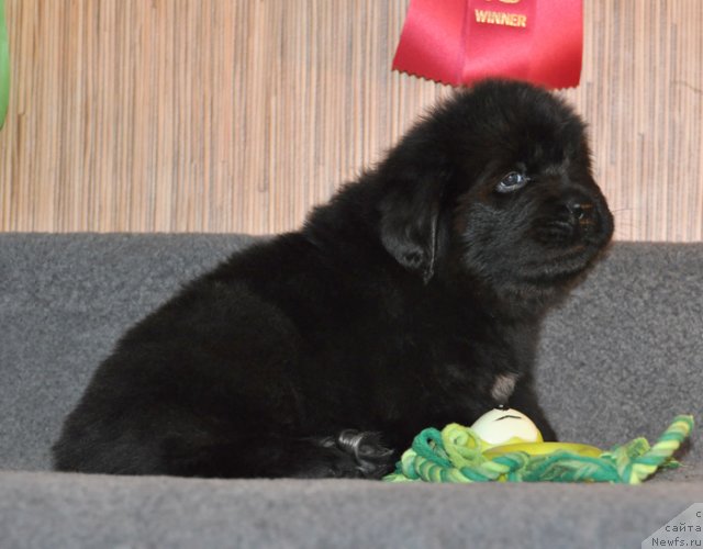 Фото: Кобель зеленая лента, ньюфаундленд Beguschaya po Volnam Vsya Takaya Rastakaya (Бегущая по Волнам Вся Такая Растакая)