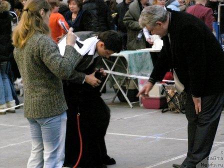 Фото: ньюфаундленд Skippers Only You for Smigar