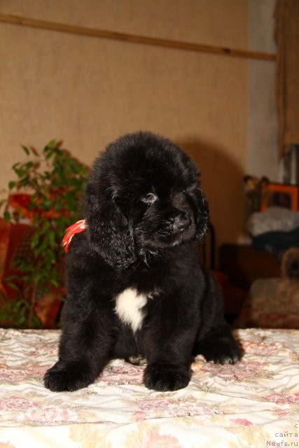 Фото: ньюфаундленд Romans Drim iz Medvej'ego YAra (Романс Дрим из Медвежьего Яра)