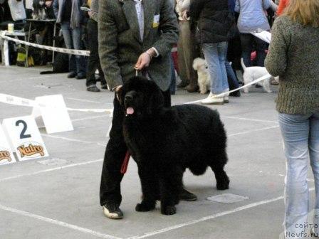 Фото: ньюфаундленд Skippers Only You for Smigar