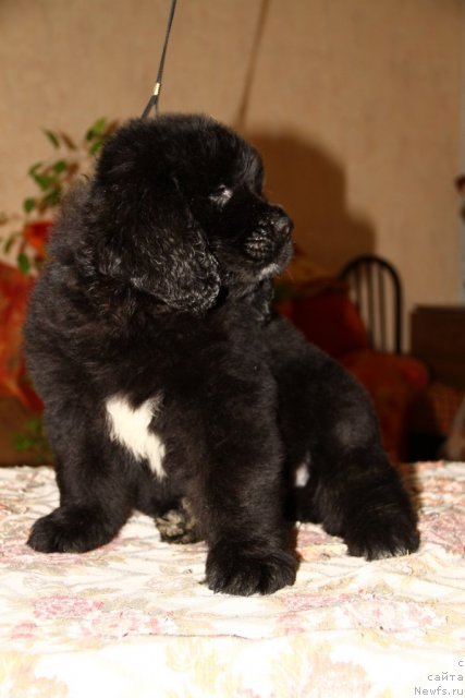 Фото: ньюфаундленд Romans Drim iz Medvej'ego YAra (Романс Дрим из Медвежьего Яра)