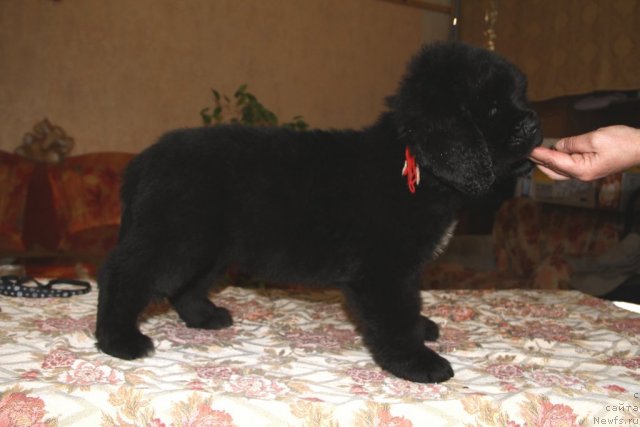 Фото: ньюфаундленд Romans Drim iz Medvej'ego YAra (Романс Дрим из Медвежьего Яра)