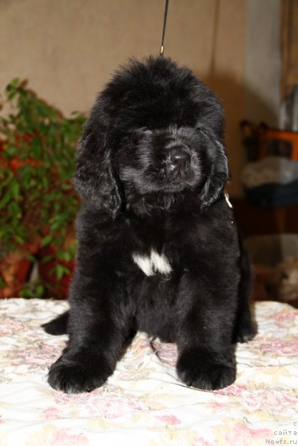 Фото: ньюфаундленд Rok Kristal iz Medvej'ego YAra (Рок Кристал из Медвежьего Яра)