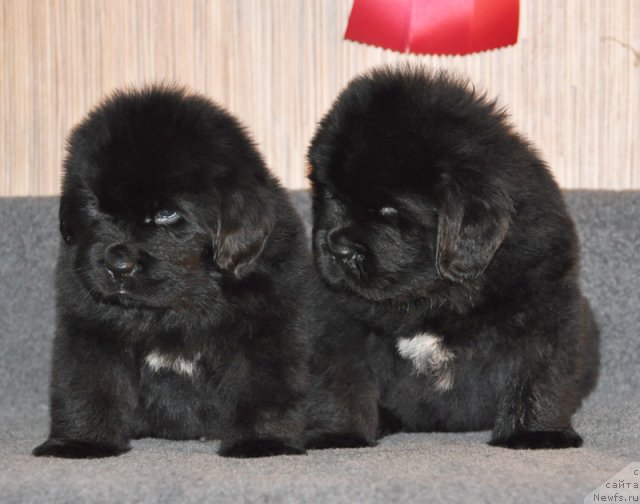 Фото: Кобель зеленая лента, кобель коричневая лента, ньюфаундленд Beguschaya po Volnam Vsya Takaya Rastakaya (Бегущая по Волнам Вся Такая Растакая)