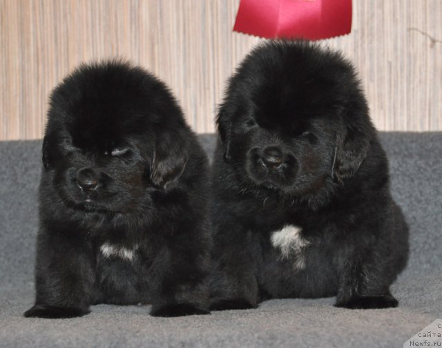 Фото: Кобель зеленая лента, кобель коричневая лента, ньюфаундленд Beguschaya po Volnam Vsya Takaya Rastakaya (Бегущая по Волнам Вся Такая Растакая)