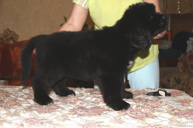 Фото: ньюфаундленд Rolls Roys iz Medvej'ego YAra (Роллс Ройс из Медвежьего Яра)