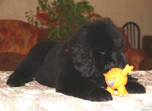 Фото: ньюфаундленд Ruby Shine iz Medvejyego  Yara (Руби Шайн из Медвежьего Яра)