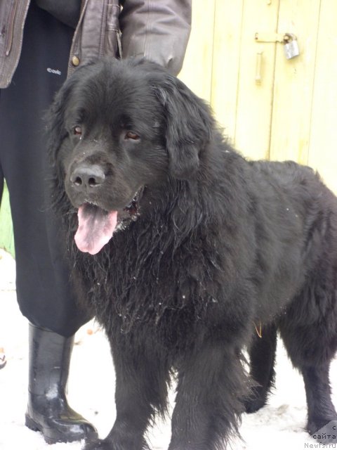 Фото: ньюфаундленд Kaiden Playful (Кайден Плейфул)