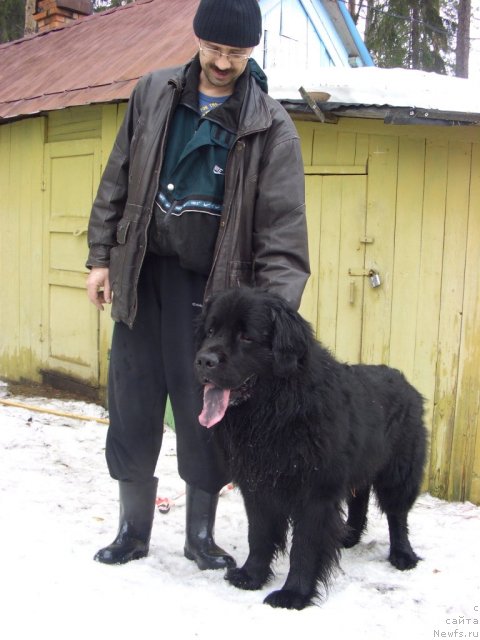 Фото: ньюфаундленд Kaiden Playful (Кайден Плейфул), Сергей