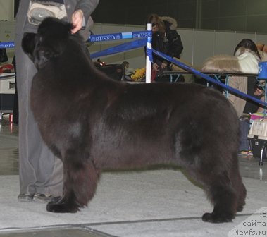 Фото: ньюфаундленд Osoba Statnaya iz Medvej'ego YAra (Особа Статная из Медвежьего Яра)