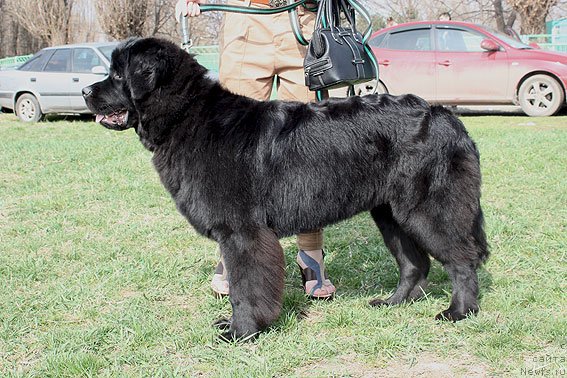 Фото: ньюфаундленд Sent Djons SHarmel' (Сент Джонс Шармель)