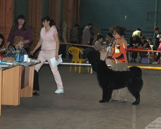 Фото: Valeriya Zaharchenko (Валерия Захарченко), ньюфаундленд Sent Djons SHarmel' (Сент Джонс Шармель)