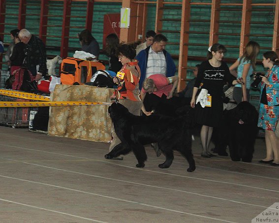 Фото: ньюфаундленд Sent Djons SHarmel' (Сент Джонс Шармель), Valeriya Zaharchenko (Валерия Захарченко)