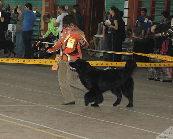 Фото: ньюфаундленд Sent Djons SHarmel' (Сент Джонс Шармель), Valeriya Zaharchenko (Валерия Захарченко)