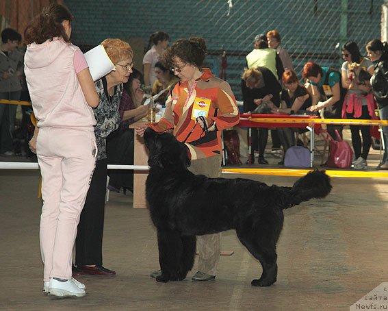 Фото: ньюфаундленд Sent Djons SHarmel' (Сент Джонс Шармель)