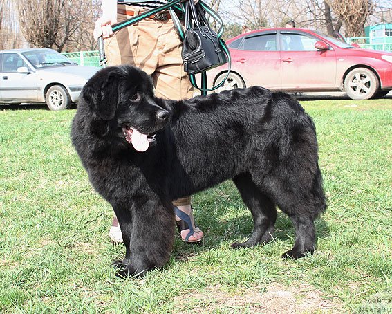 Фото: ньюфаундленд Sent Djons SHarmel' (Сент Джонс Шармель)
