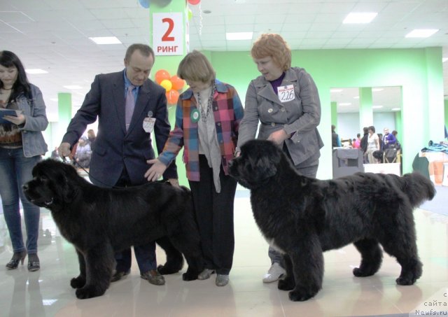 Фото: ньюфаундленд Beguschaya po Volnam Hasta la Vista (Бегущая по Волнам Хаста ла Виста), ньюфаундленд Beguschaya po Volnam Regatta Katti Sark (Бегущая по Волнам Регатта Катти Сарк), [p1169]
Эксперт - Анна Тиц.