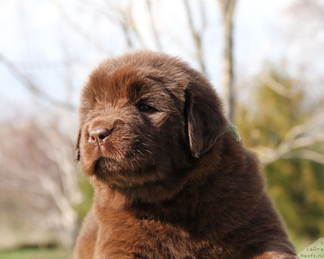 Фото: ньюфаундленд Hozjajka Doma s Berega Dona (Хозяйка Дома с Берега Дона)
