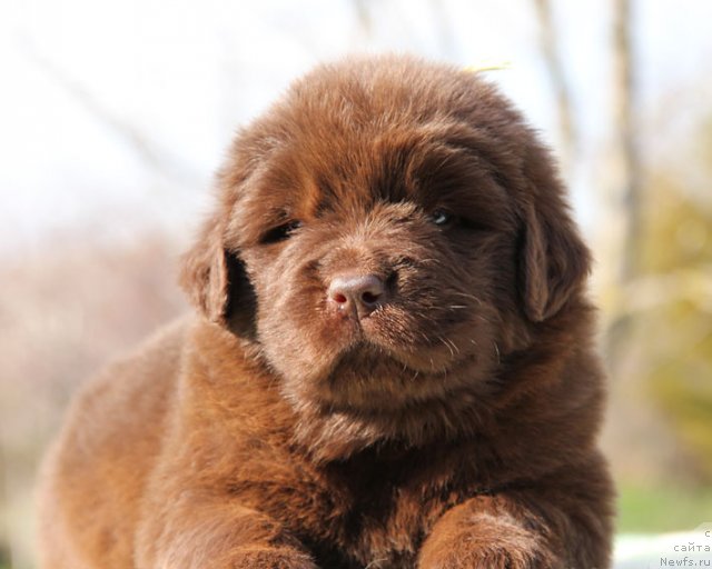 Фото: ньюфаундленд Hozjajka Doma s Berega Dona (Хозяйка Дома с Берега Дона)